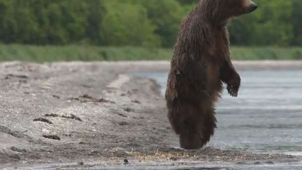 Björnen, fisher — Stockvideo