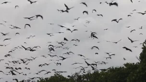 Flying fox — Αρχείο Βίντεο