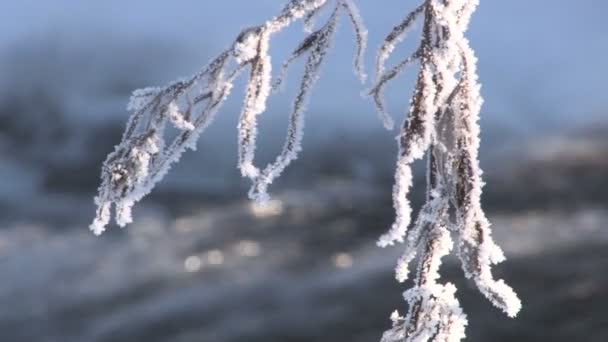 Ice drift on the river — Stock Video