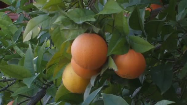 Träd med apelsiner — Stockvideo
