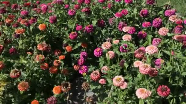 Zinnia λουλούδι στον κήπο — Αρχείο Βίντεο