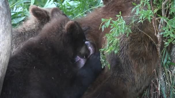 Filhotes de urso bebem leite — Vídeo de Stock