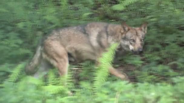 Loup sauvage 