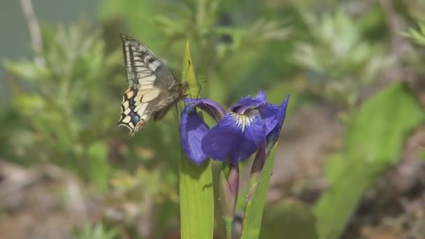Butterfly close up — Stock Video