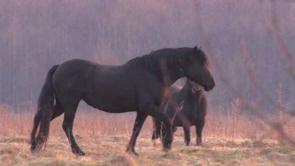 Mustang — Stockvideo