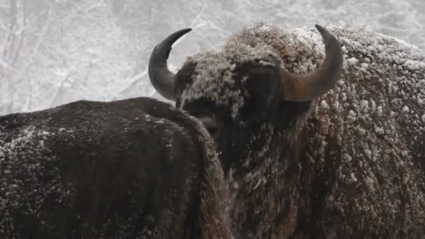 Bison på vintern — Stockvideo