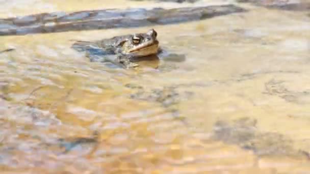 Обыкновенная жаба в начале весны — стоковое видео