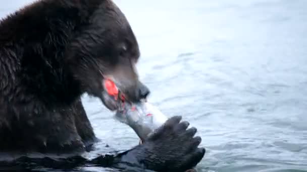 Медведь ест рыбу — стоковое видео