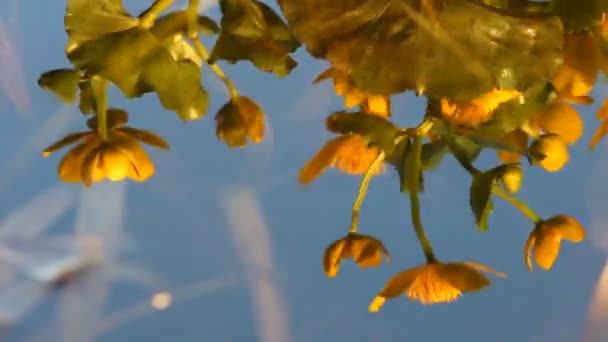 Цветы, рефлексия в воде — стоковое видео