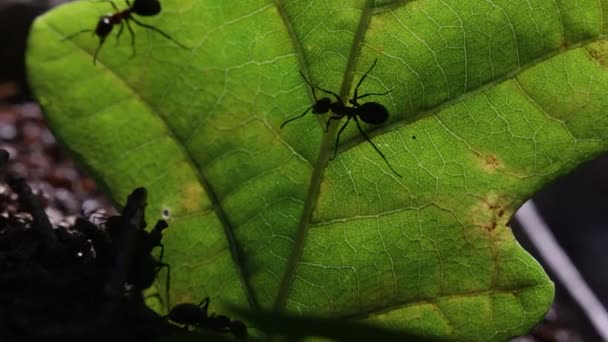 Ants on a leaf — Stock Video