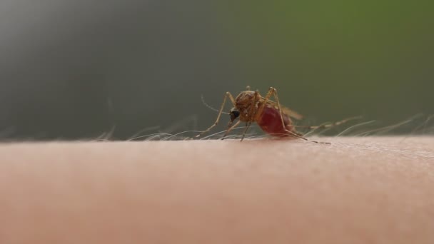 Mosquito en la piel — Vídeo de stock