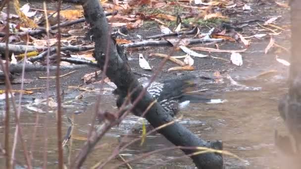 Baño de aves — Vídeo de stock