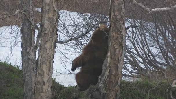 Brown bear. Courtship. Marking. — Stock Video