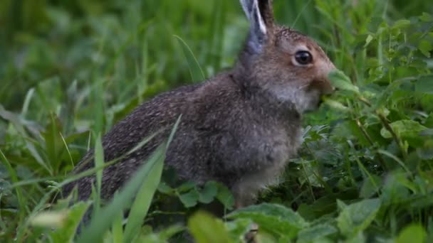 Der Hase frisst ein Gras — Stockvideo