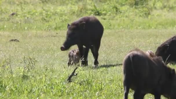 Wildschweine — Stockvideo