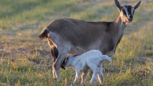 Cabra y niño. Verano. Una granja . — Vídeos de Stock