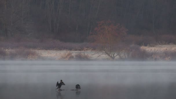 Gansos en el lago . — Vídeos de Stock