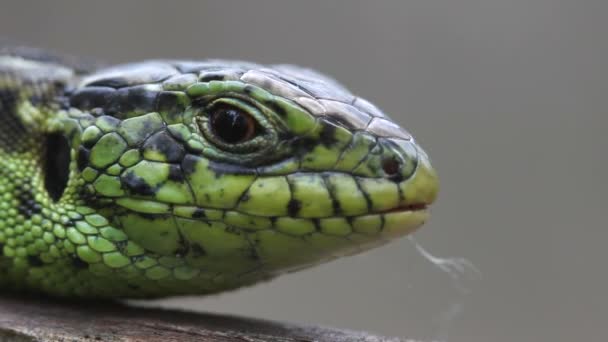 Lizard. Close up. — Stock Video