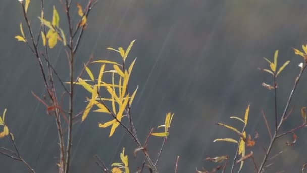 가을. 비. — 비디오