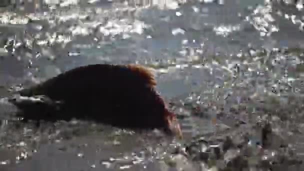 Spawning of a salmon. — Stock Video