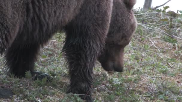 Orso, un ritratto, un primo piano — Video Stock