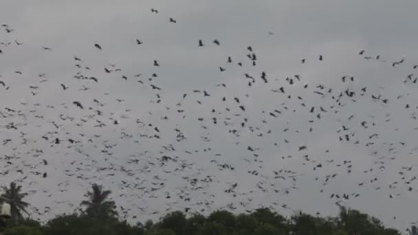 Flying fox — Αρχείο Βίντεο