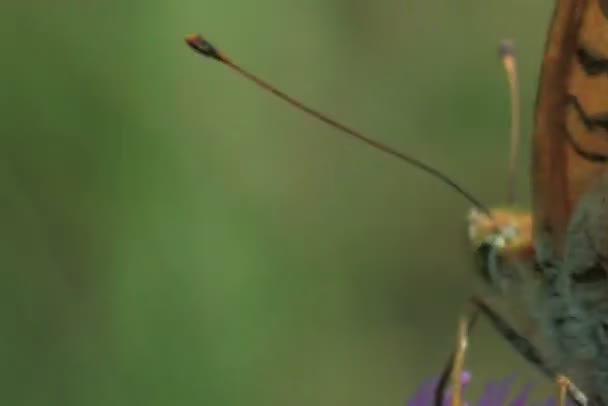 Butterfly close up — Stock Video