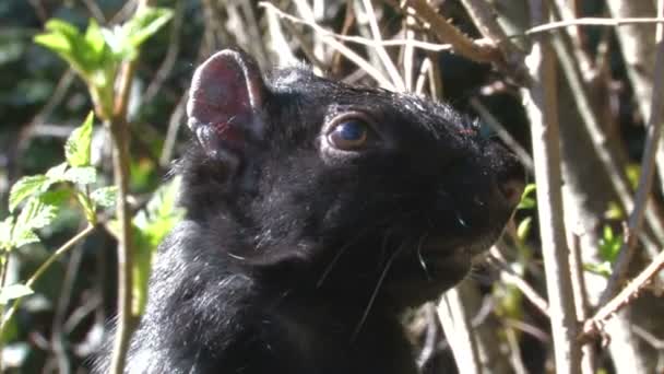 Μαύρο σκίουρος — Αρχείο Βίντεο