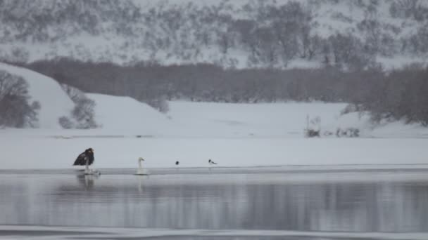 Лебеді, зима — стокове відео