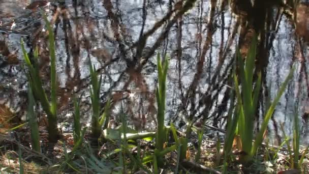 Hierba verde en el agua — Vídeos de Stock