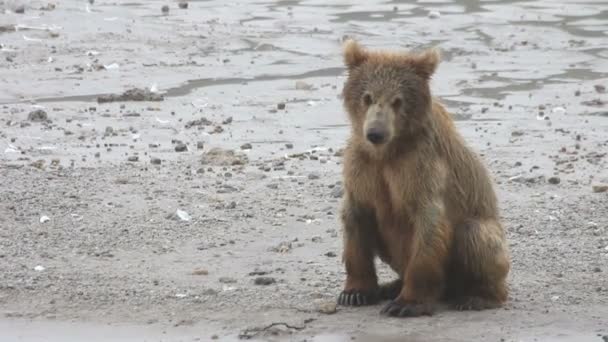 Glad björnen cub — Stockvideo