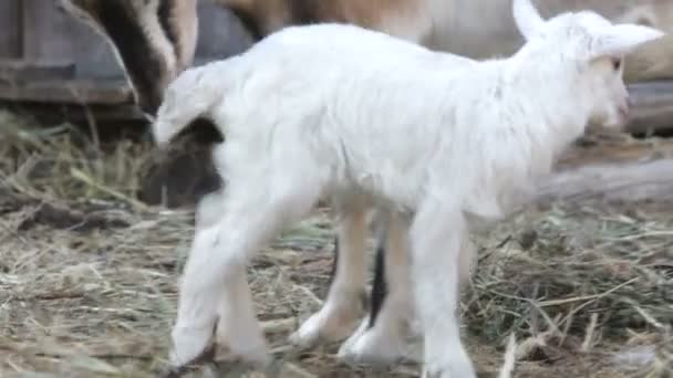 Chèvre et gamin. L'été. Une ferme .