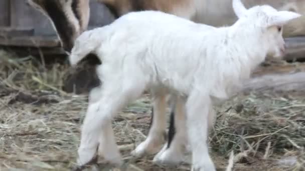 Geit en kind. zomer. een boerderij. — Stockvideo