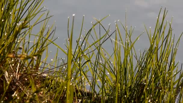 Grama verde — Vídeo de Stock