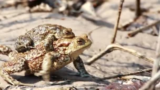 Couple Of mating Toads in spring season — Stock Video