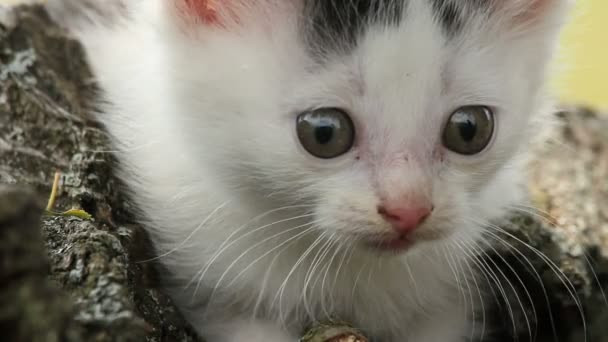 Gatinho, um grande plano — Vídeo de Stock