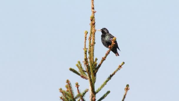 Běžný špaček (Sturnus vulgaris) — Stock video