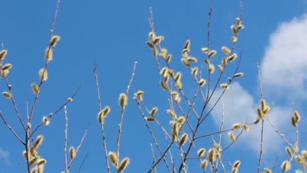 Flowering Pussy Willow — Stock Video