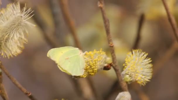 Flowering Pussy Willow — Stock Video