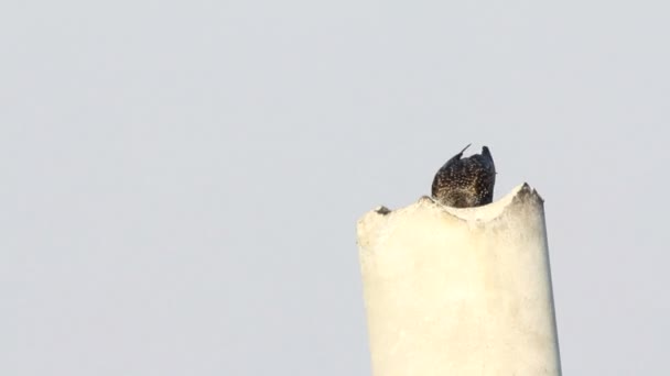 Estornino común (Sturnus vulgaris) — Vídeo de stock