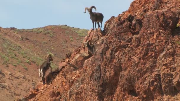 Oveja Bighorn de montaña rocosa — Vídeo de stock