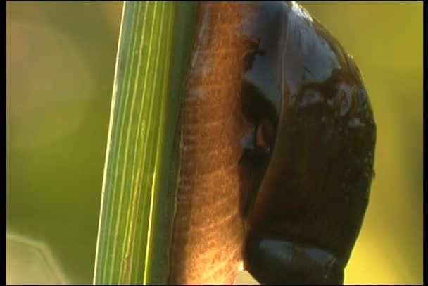 Snail on dewy grass — Stock Video