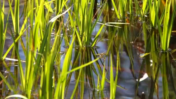 Grönt gräs i vatten — Stockvideo