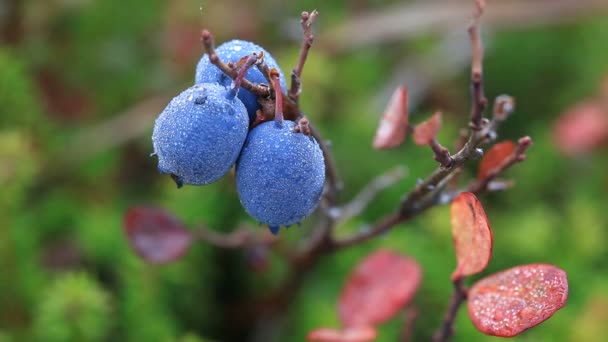 Herbst, Tundra, Beeren — Stockvideo