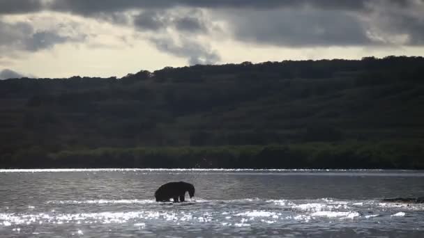 Oso marrón pesca — Vídeo de stock