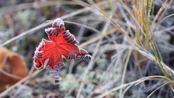 Foglia d'albero ghiacciata caduta sdraiata sull'erba ghiacciata in una fredda mattina d'autunno — Video Stock