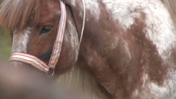 Portret van een paard, close-up. — Stockvideo