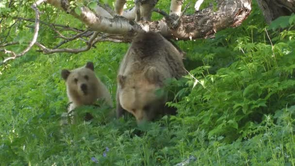 Filhotes de urso e urso . — Vídeo de Stock