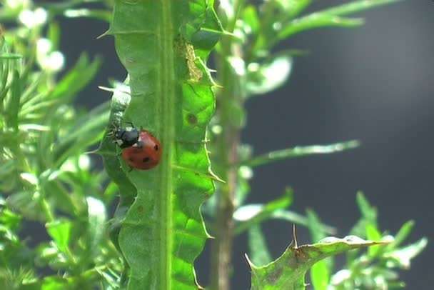 Mariquita sobre hoja verde fresca — Vídeo de stock