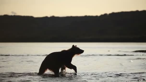 Oso marrón pesca . — Vídeo de stock